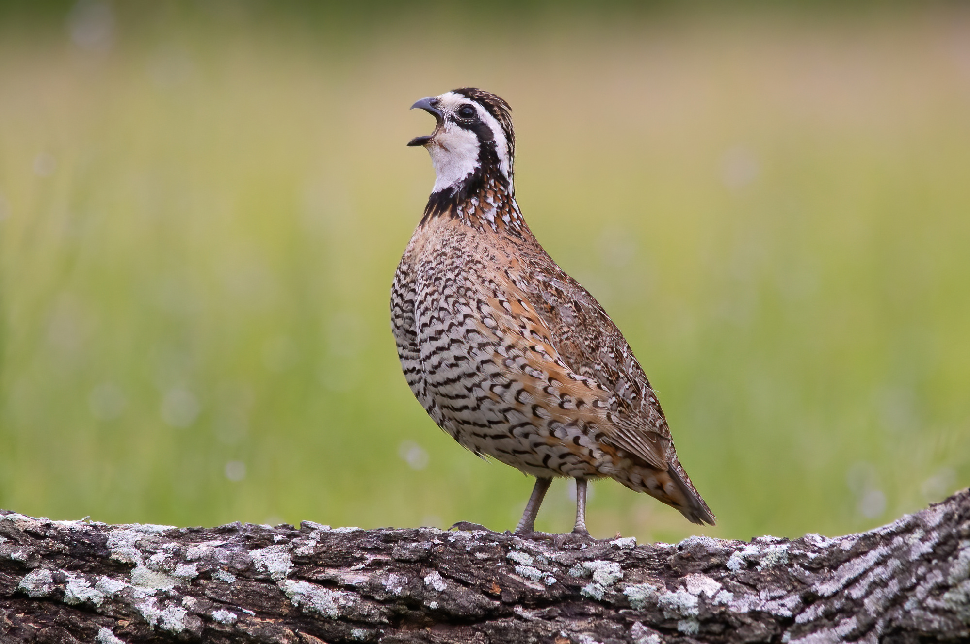 Northern Bobwhite Quail, Photographer Miles Phillips